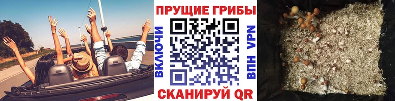 Купить где  Карабаш  Галлюциногенные грибы GOLDEN TEACHER 